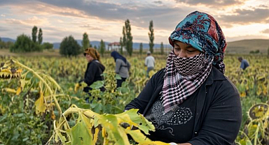Kuraklık etkiledi, Çayırlı’da ayçiçeği hasadı başladı