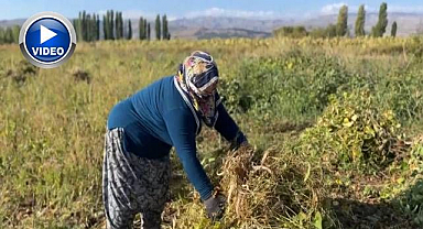 Mayıs'ta ekilmişti, şimdi hasat vakti
