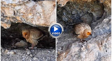 Nesli tehlike altında! Yavrusuyla böyle görüntülendi