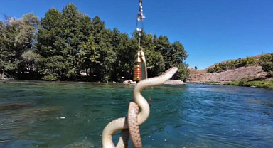 Oltayı balık diye attı yılan çıktı!