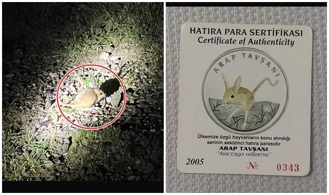 Palandöken’de gece sürprizi: Arap tavşanı objektife yansıdı