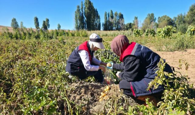 Patates tarlalarında pestisit denetimi 