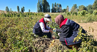 Patates tarlalarında pestisit denetimi 