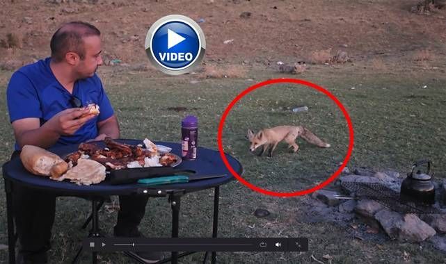 Piknik sofrasına davetsiz misafir!