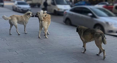 Sahipsiz hayvanlara yönelik denetim yapılacak