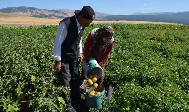Terörden arınan dağlarda hasat zamanı