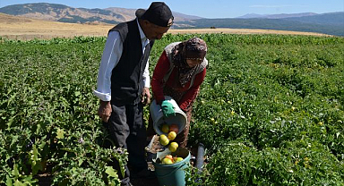 Terörden arınan dağlarda hasat zamanı