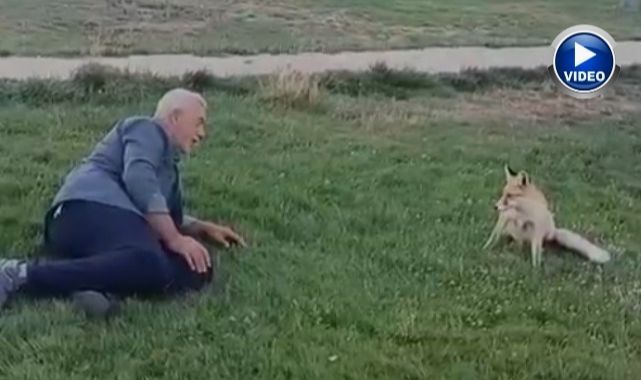 Vatandaşın tilki dostluğu yürek ısıttı