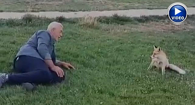 Vatandaşın tilki dostluğu yürek ısıttı