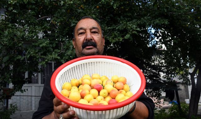 Yağış ve sıcak hava meyve verimini artırdı