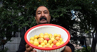 Yağış ve sıcak hava meyve verimini artırdı