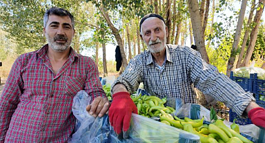 Yarım asırdır çiftçilik yapıyor