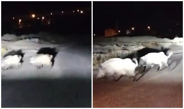 Yavru domuz sürüsünü kaybedince yardımına yetişti