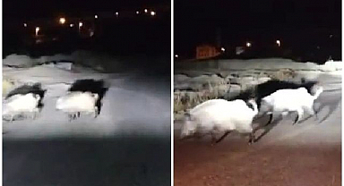 Yavru domuz sürüsünü kaybedince yardımına yetişti