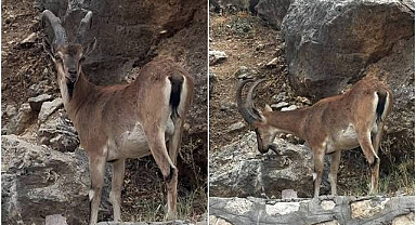 Yerleşim yerine inen dağ keçileri İigi odağı oldu