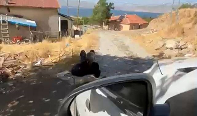 Yürek yakan görüntü! Yaşlı adam zincirle ağaca bağlandı