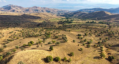 110 bin ahlat ağacında armut hasadı