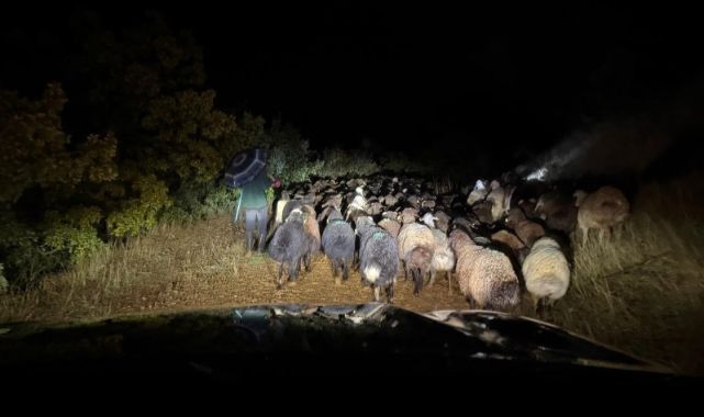 200 koyunla dağda mahsur kaldı!