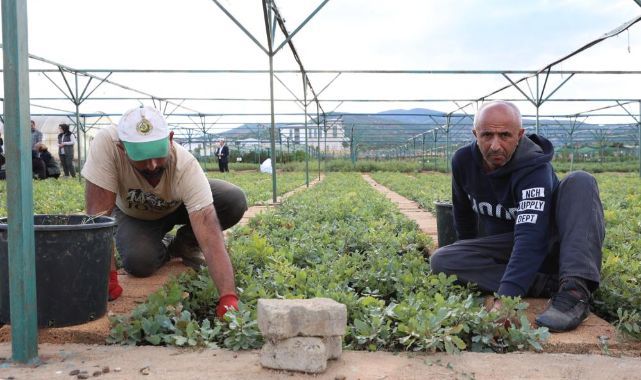 72 dönümlük fidanlıkta 18 farklı üretim 