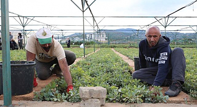 72 dönümlük fidanlıkta 18 farklı üretim 