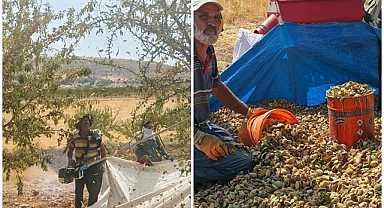 Badem bahçelerinde hasat öncesi denetim