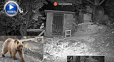 Bağ evini ayılar bastı!