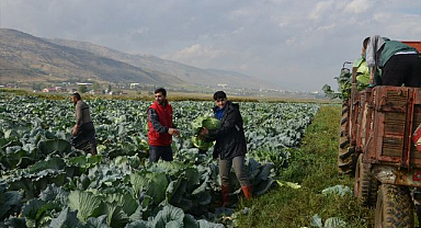 Beklenen hasat başladı