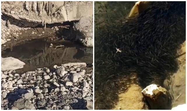 Binlerce balık tehlikede!