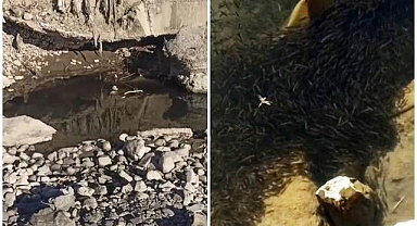 Binlerce balık tehlikede!