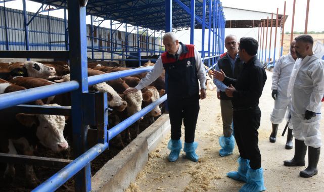 Büyükbaş hayvanlar şap hastalığına karşı aşılanıyor