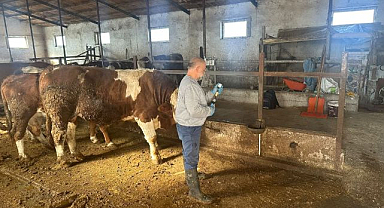 Büyükbaş hayvanlara şap aşısı uygulandı