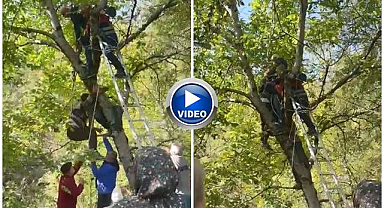 Ceviz toplarken dallarda mahsur kaldı