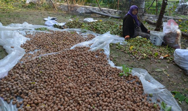 Cevizde hasat başladı, 310 milyon liralık katkı bekleniyor