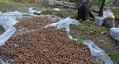 Cevizde hasat başladı, 310 milyon liralık katkı bekleniyor