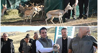 Ceylanlar ve kınalı keklikler doğayla buluştu