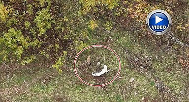 Çoban köpeği ile porsuğun mücadelesi kamerada