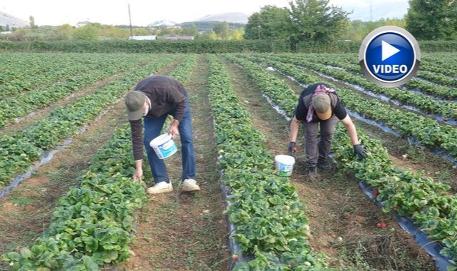 Deneme amaçlı ektikleri çilekte siparişlere yetişemiyorlar 