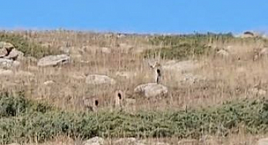 Doğanın sessiz tanıkları objektiflere takıldı   