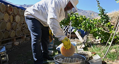 En tatlı hasat başladı