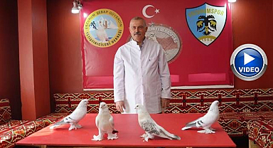 Erzurum'da 40 güvercini için ev kiraladı! 