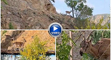 Erzurum'da ezber bozan dostluk! Çatıyı mesken tuttu...