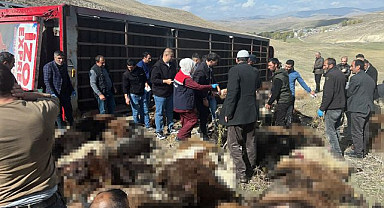 Erzurum’da hayvan yüklü tır devrildi!