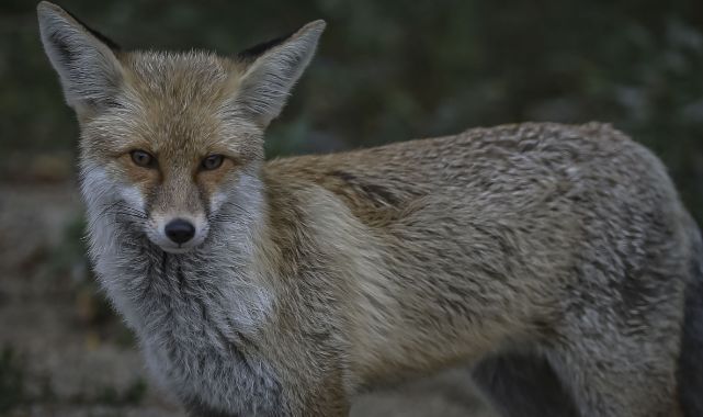 Erzurum'da yiyecek arayan kızıl tilkiler böyle görüntülendi