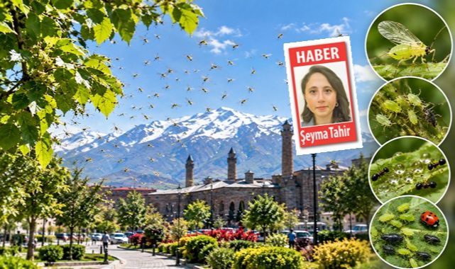 Erzurum'u sinek bastı! Gerçek bambaşka çıktı