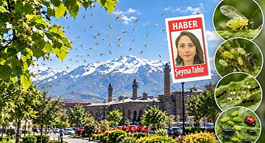 Erzurum'u sinek bastı! Gerçek bambaşka çıktı