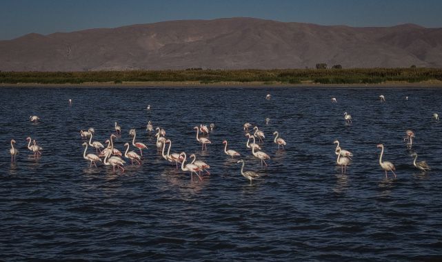 Flamingolar kıyıları renklendirdi