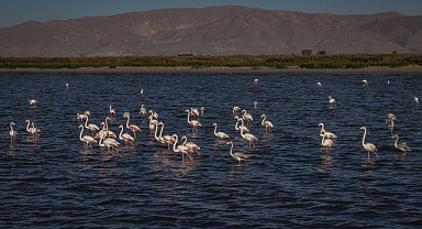 Flamingolar kıyıları renklendirdi