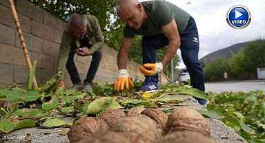Geçen yıla göre verim katlandı! Yüzleri güldüren hasat mesaisi başladı