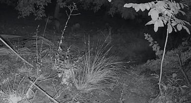 Girdikleri bahçeyi talan ettiler