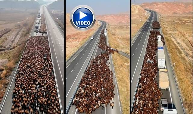 Göçerler yolu kapattı, onlarca araç bekledi!